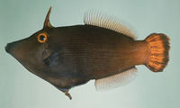 Pervagor alternans, Yelloweye filefish: