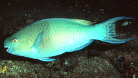 Scarus rubroviolaceus, Ember parrotfish: fisheries, aquarium