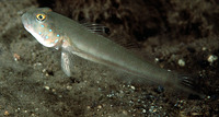 Valenciennea sexguttata, Sixspot goby: aquarium