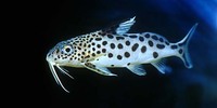 Synodontis multipunctatus, : fisheries