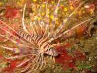 Pterois lunulata, Luna lion fish: aquarium