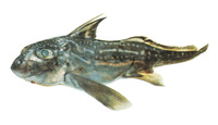 Hydrolagus novaezealandiae, Dark ghost shark: fisheries