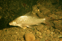 Labiobarbus sabanus, :