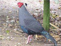 Siamese Fireback Pheasant Lophura diardi