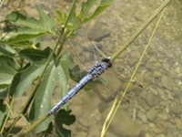 Orthetrum coerulescens