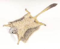 Image of: Anomalurus pusillus (dwarf scaly-tailed squirrel)