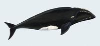 Image of: Eubalaena australis (southern right whale)