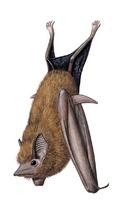 Image of: Peropteryx kappleri (greater dog-like bat)