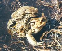 Bufo bufo - Common European Toad