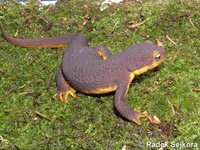 Taricha torosa - California Newt