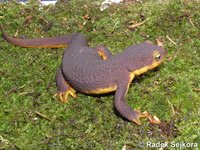 Taricha torosa - California Newt