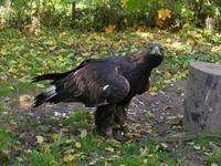 Aquila chrysaetos - Golden Eagle