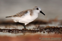 Calidris pusilla - Semipalmated Sandpiper