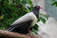 Carpococcyx renauldi - Coral-billed Ground-Cuckoo