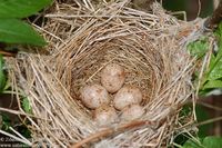 Sylvia atricapilla - Blackcap