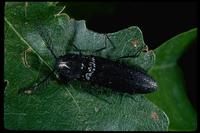 Image of: Pityobius murrayi