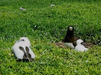 Sula leucogaster - Brown Booby