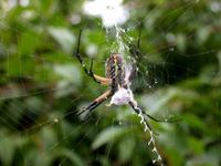 Image of: Argiope aurantia (black-and-yellow argiope)