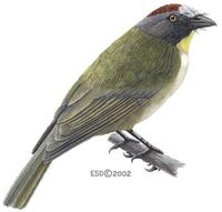 Image of: Aleadryas rufinucha (rufous-naped whistler)