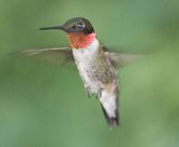 Image of: Archilochus colubris (ruby-throated hummingbird)