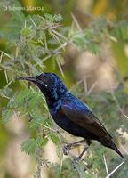 Image of: Cinnyris asiaticus (purple sunbird)