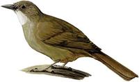 Image of: Criniger chloronotus (eastern bearded greenbul)