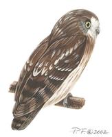 Image of: ninox boobook (southern boobook)