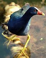 Image of: Porphyrio martinica (purple gallinule)