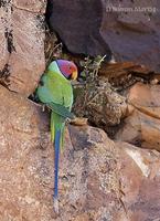 Image of: Psittacula cyanocephala (plum-headed parakeet)