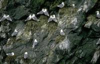 Image of: Rissa tridactyla (black-legged kittiwake)