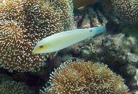 Halichoeres trimaculatus - Three-spot Wrasse