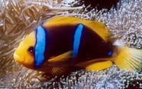 Amphiprion chrysopterus - Orangefin Anemonefish