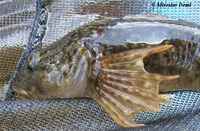 Cottus poecilopus - Alpine Bullhead