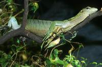 Varanus prasinus - Emerald Monitor