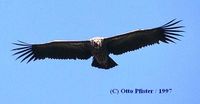 Eurasian Griffon - Gyps fulvus