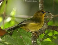 Golden Babbler - Stachyris chrysaea