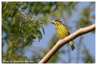 Spot-winged Grosbeak - Mycerobas melanozanthos