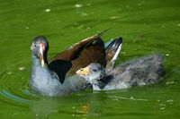 Dusky Moorhen