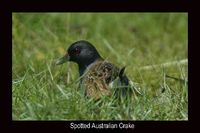 Spotted Crake