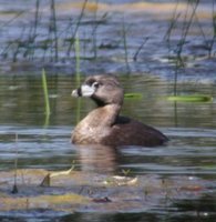Pied-billed Grebe - Podilymbus podiceps