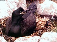 European Shag - Phalacrocorax aristotelis