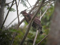 Barred Honey-Buzzard - Pernis celebensis