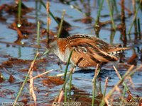 Baillon's Crake - Porzana pusilla