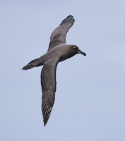 Sooty Albatross (Phoebetria fusca) photo