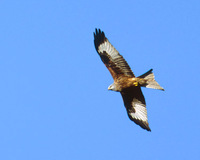 Red Kite (Milvus milvus) photo