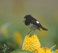 Tomtit (Petroica macrocephala) photo