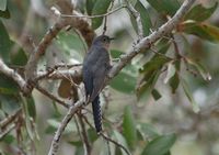 Fan-tailed Cuckoo - Cacomantis flabelliformis