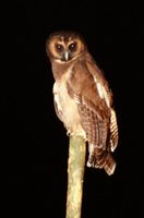 Brown Wood-Owl - Strix leptogrammica