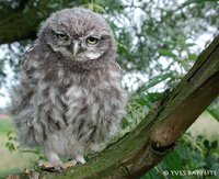 Little Owl - Athene noctua