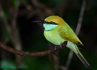 Green Bee-eater - Merops orientalis